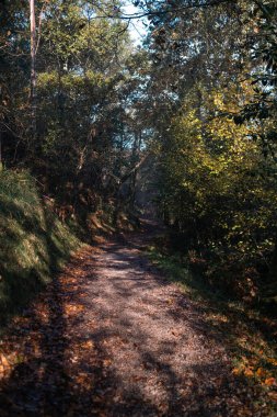 Galiçya, İspanya 'daki Santiago Yolu Ormanı. 