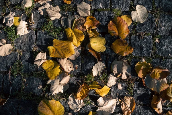 石畳の上の落ち葉 — ストック写真