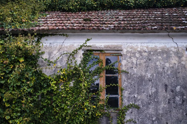 緑の茂みに覆われた放棄された家のファサード ストック写真