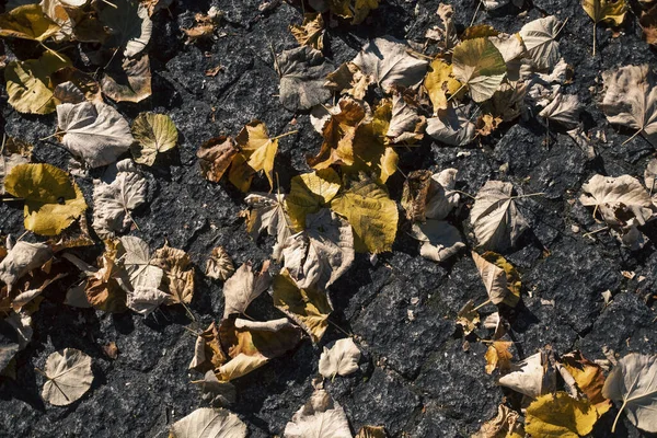 秋の歩道に落ちた葉 — ストック写真