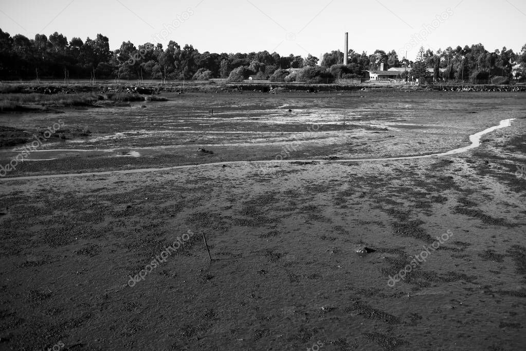 Swampy banks of the Lima River, Viana do Castelo, Portugal. Black and white photo.