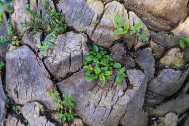 The texture of a dry tree with greenery sprouting from it. 