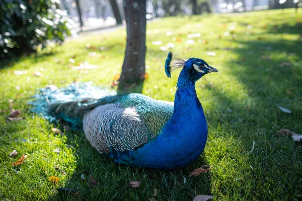 Beautiful Peacock Lies Green Grass Park — Zdjęcie stockowe