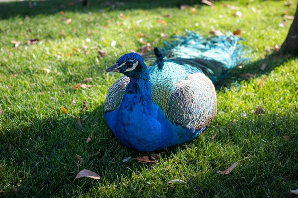 Peacock Bright Plumage Lies Green Grass — Zdjęcie stockowe