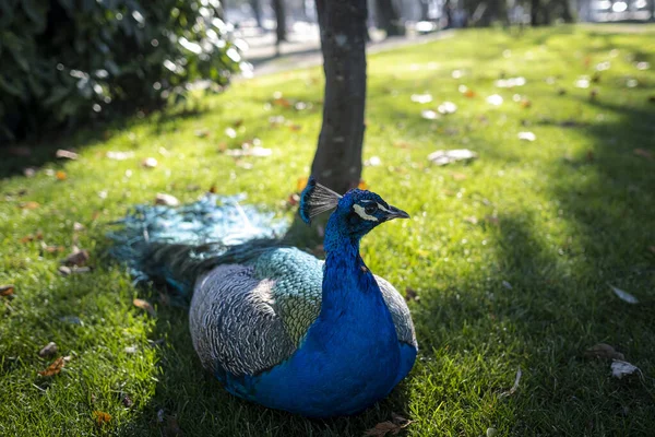 Peacock Lies Green Grass Park ストック画像
