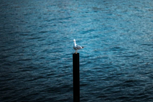 Una Gaviota Sienta Sobre Una Viga Hierro Puerto —  Fotos de Stock