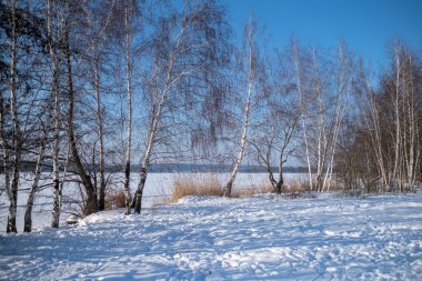 Birch korusu ve göl buzun altında, kışın karla kaplı arazi, Rusya.
