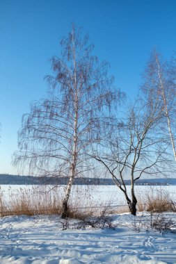 Kışın karla kaplı araziler, huş ağaçları ve göl buzun altında, Rusya.