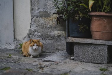 Caddedeki bankın yanında kırmızı bir sokak kedisi..