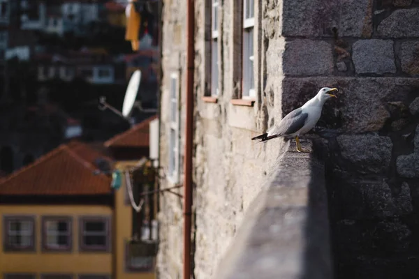 Een Meeuw Schreeuwt Terwijl Hij Het Historische Centrum Van Porto — Stockfoto