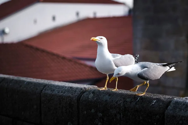 Möwen Einer Alten Europäischen Stadt — Stockfoto