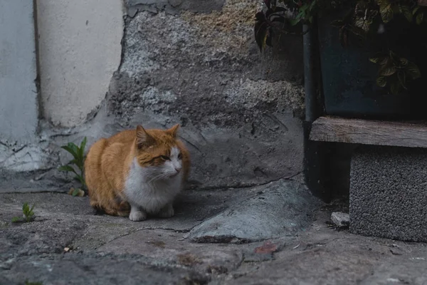 通りの近くの赤い野良猫 — ストック写真