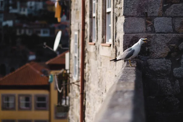 Eine Möwe Schreit Historischen Zentrum Von Porto Portugal lizenzfreie Stockbilder