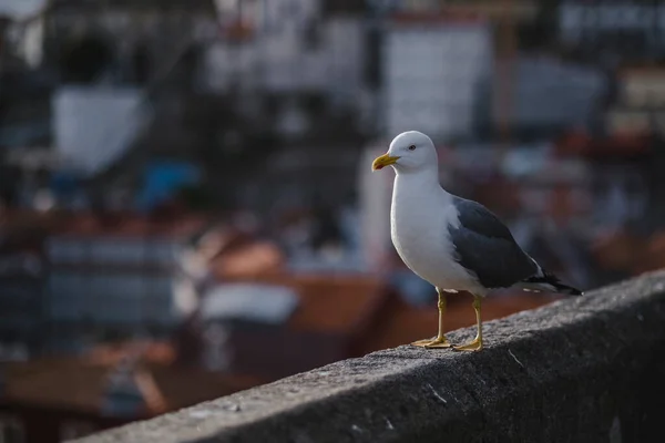 Burung Camar Close Sebuah Kota Porto Portugal Stok Foto Bebas Royalti