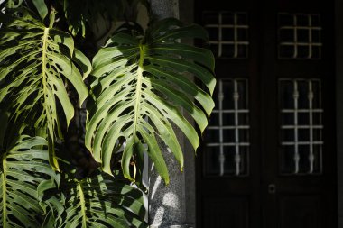 Mezarın girişi, büyük yeşil yapraklarla çerçevelenmiş..