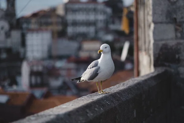 Möwe Nahaufnahme Hintergrund Verschwimmt Das Historische Zentrum Von Porto Portugal — Stockfoto