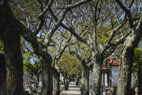 Koruny Stromů Hřbitově — Stock fotografie