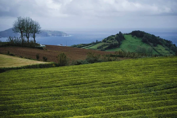 Landschap Theevelden Het Eiland San Miguel Azoren Archipel Portugal — Stockfoto