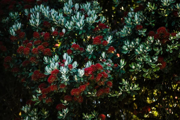 Tree Metrosideros Excelsa Commonly Known Pohutukawa Flowering Period — Stock Photo, Image