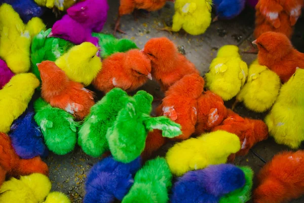 Цветные Цыплята Балийском Рынке — стоковое фото