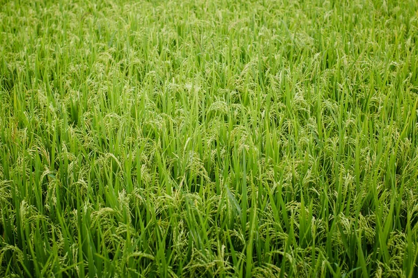 Zöld Rizs Textúrája Délutáni Napsütésben — Stock Fotó
