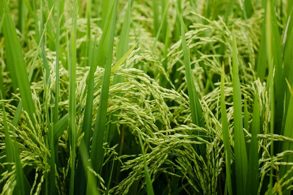 Texture Green Rice Fields Spikes Close — ストック写真