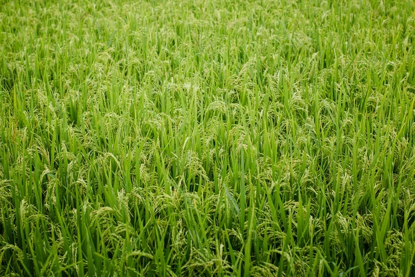 Textura Los Campos Verdes Arroz Luz Del Sol Tarde Imagen de stock