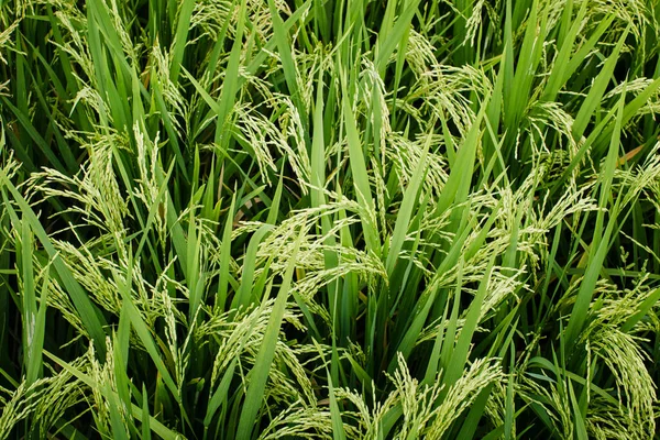 Green Fields Rice Close Sunlight — ストック写真