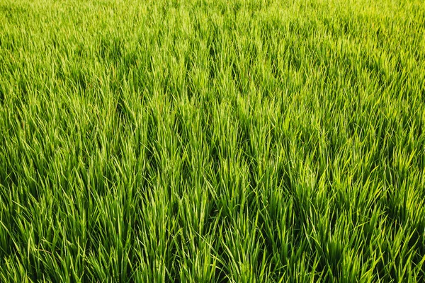 Texture Green Fields Rice Sunlight Imagen de stock