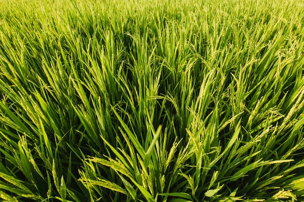 Green Fields Rice Sunlight Royalty Free Stock Images