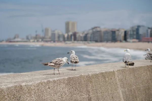 Seagulls Ocean Pier City Background Blur Porto Portugal Royaltyfria Stockfoton