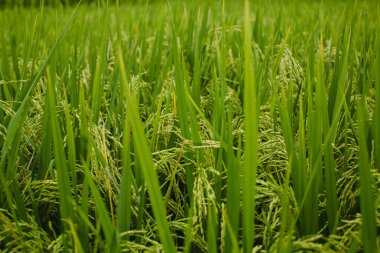 A green rice paddy field in close-up.