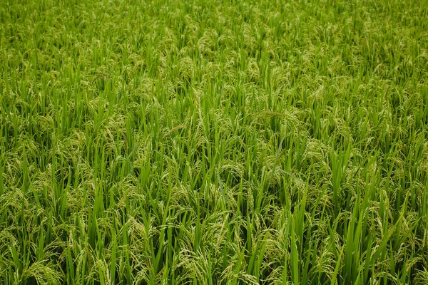 Green Rice Field Bali Island — Photo