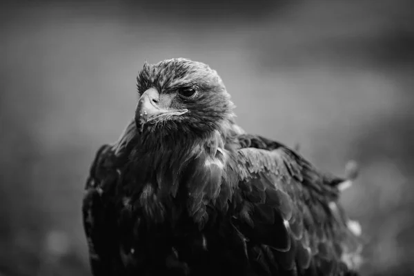 Golden eagle closeup sits in the Mongolian steppe. Black and white photo.