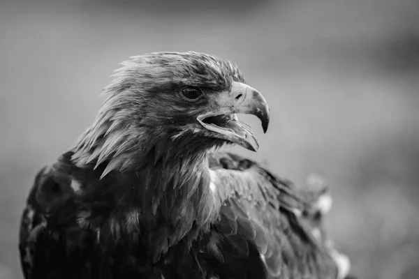Close-up of a wild golden eagle, in the Mongolian steppe. Black and white photograph.