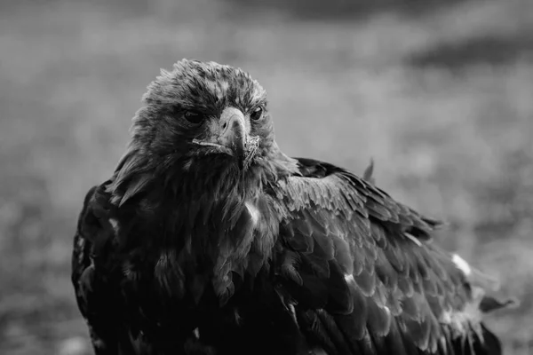 Golden Eagle Sits Mongolian Steppe Black White Photo — Zdjęcie stockowe