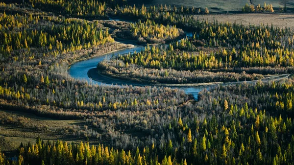 View Forest Katun River Altai Western Siberia Russia — Fotografia de Stock