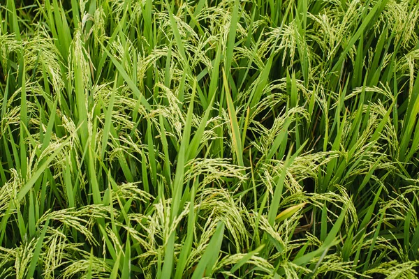 Texture Green Rice Field Closeup Stockbild