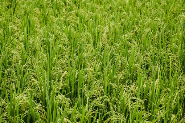 Texture Green Rice Field Stockfoto