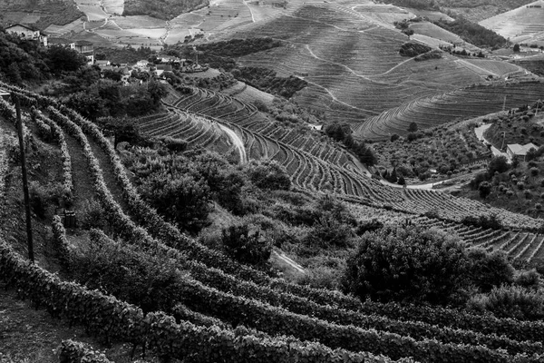 View Hills Douro Valley Porto Portugal Black White Photo Stockbild