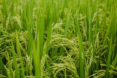 The texture of green fields of rice, close-up.