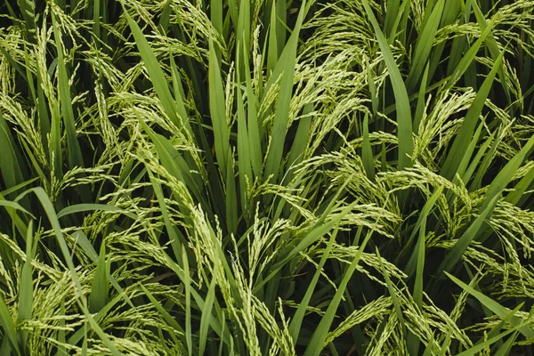 Зелені Рисові Поля Текстура Вух Крупним Планом — стокове фото