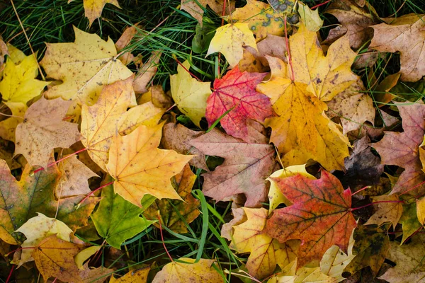 Herfst Gele Bladeren Groen Gras Textuur — Stockfoto