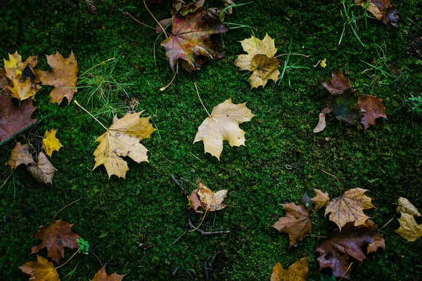 Herfst Gele Bladeren Groen Mos — Stockfoto