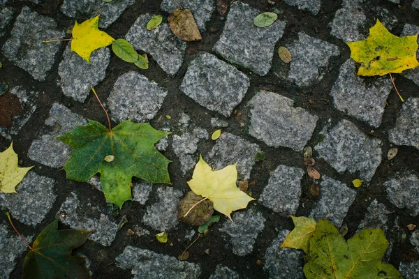 Kaldırıma Sarı Yapraklar Dökülür Doku — Stok fotoğraf
