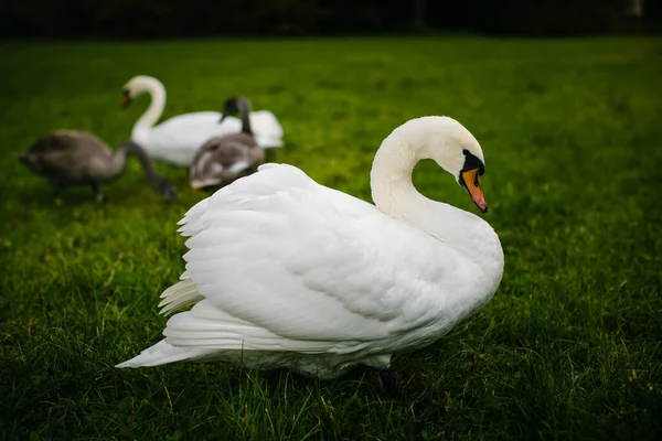 Дикий Белый Лебедь Пасущийся Зеленом Лугу — стоковое фото