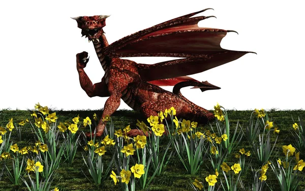 Walesi vörös sárkány — Stock Fotó