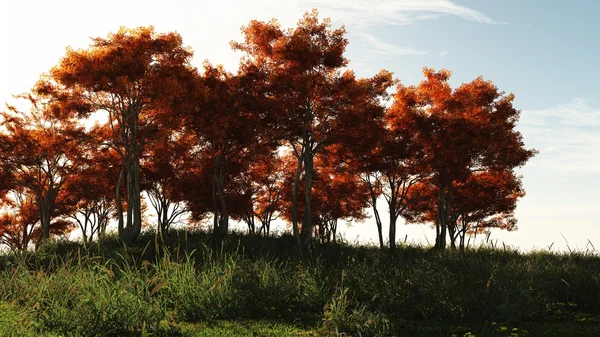 Árboles otoñales al sol — Foto de Stock