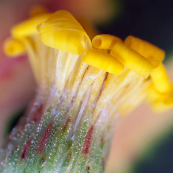 Kıvırcık kır çiçeği — Stok fotoğraf