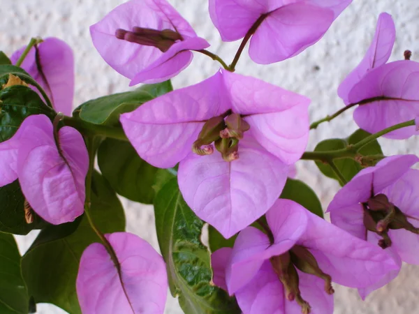 Bougainville. — Stockfoto